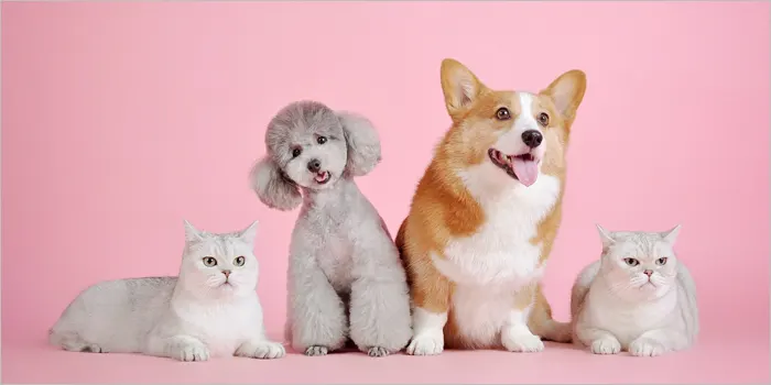 こちらを見つめる犬と猫