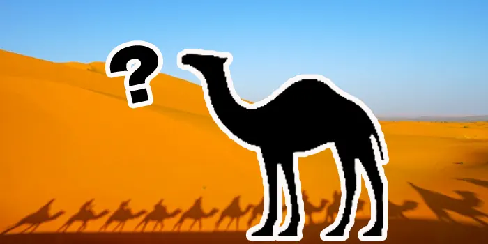 キャメルが安い理由